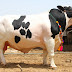 Karachi Cow Mandi 2020 New Pictures Photos Videos Lahore Pakistan Price