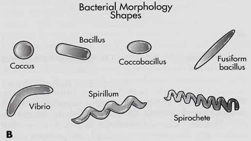 types of staining in microbiology pdf