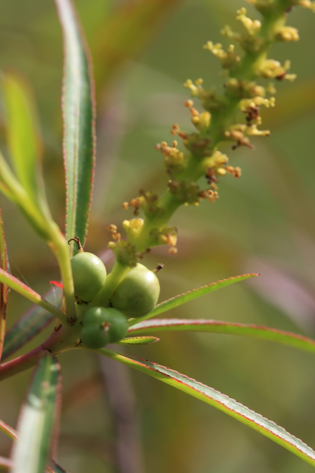 Native Florida Wildflowers Corkwood Stillingia aquatica