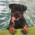 What Breeds of Dogs are Most Likely To Suffer Heatstroke?