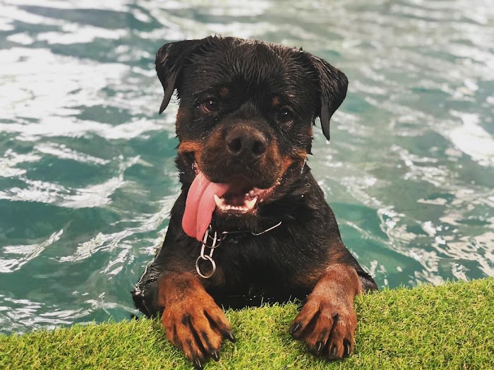 What Breeds of Dogs are Most Likely To Suffer Heatstroke?
