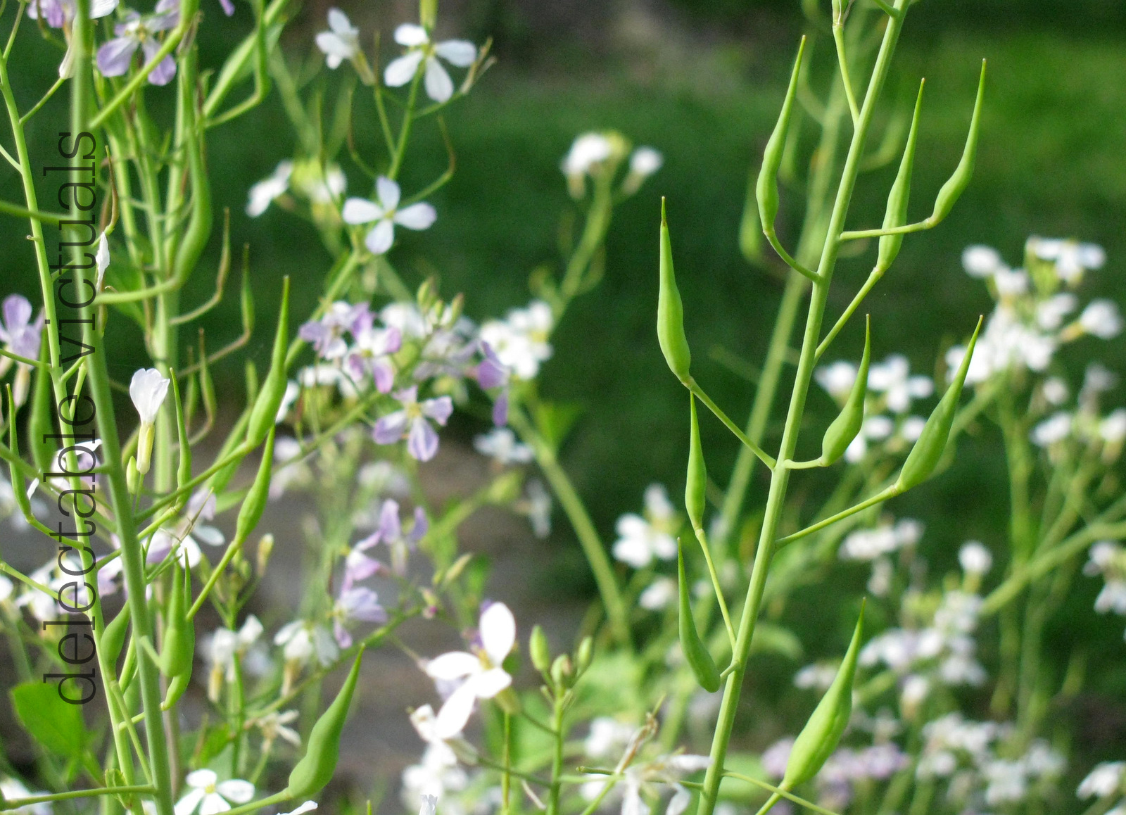 Delectable Victuals Sauteed Watercress, Radish Greens and Radish Seed Pods