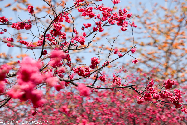 台中后里泰安櫻花季，最美泰安派出所八重櫻盛開，賞櫻花好去處