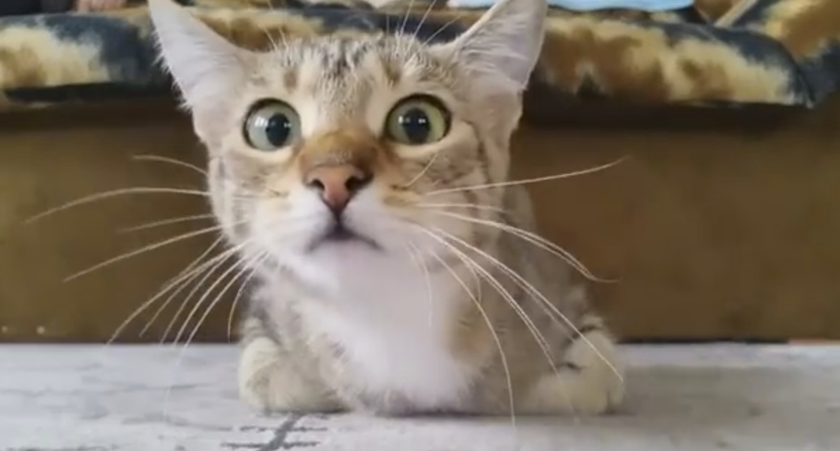 Watch a Cat Watching a Horror Movie The Ark In Space