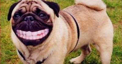 funny photoshop animals are almost