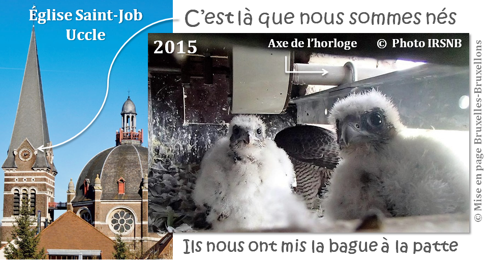 le faucon déniché résumé du chapitre 10