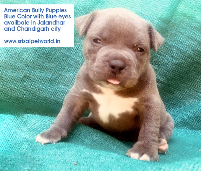 American Bully puppy in Jalandhar and Chandigarh city