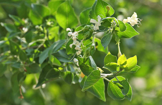 80 விதமான வாதநோய்களைப் போக்கும் தழுதாழை! 19 10