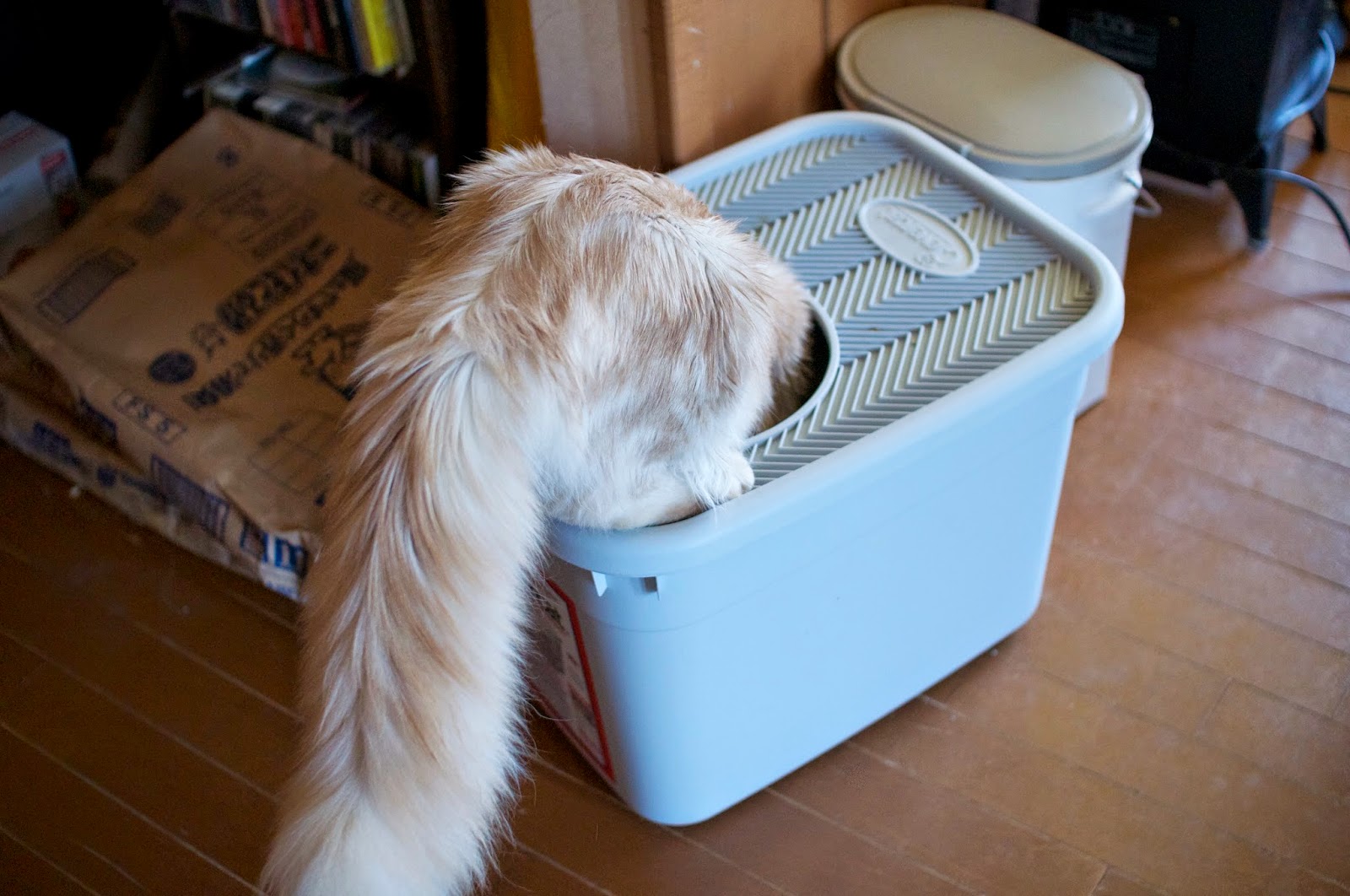 CATTERY POPOKILANI Clevercat Litter Box! / クレバーキャット・トイレの使い方に関しての考察