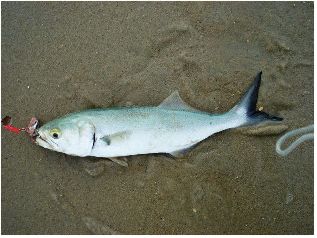 Nama Nama Ikan Laut Dangkal Dan Dalam Bisa Dikonsumsi