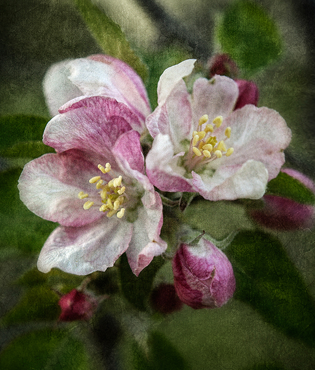 Dan Routh Photography Apple Blossom Time