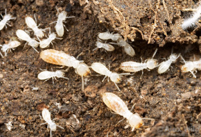 Мравките са декодирали шифъра на термитите Termitesarenotants