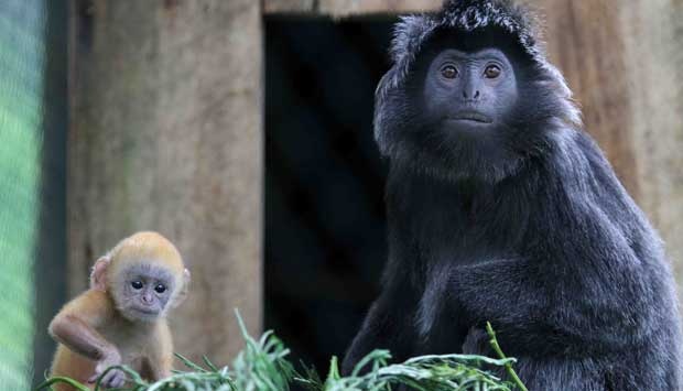 14 Satwa Endemik Di Pulau Jawa Yang Hampir Punah Abangnji Com