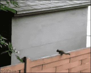 funny-gif-squirrel-jumps-fail.gif