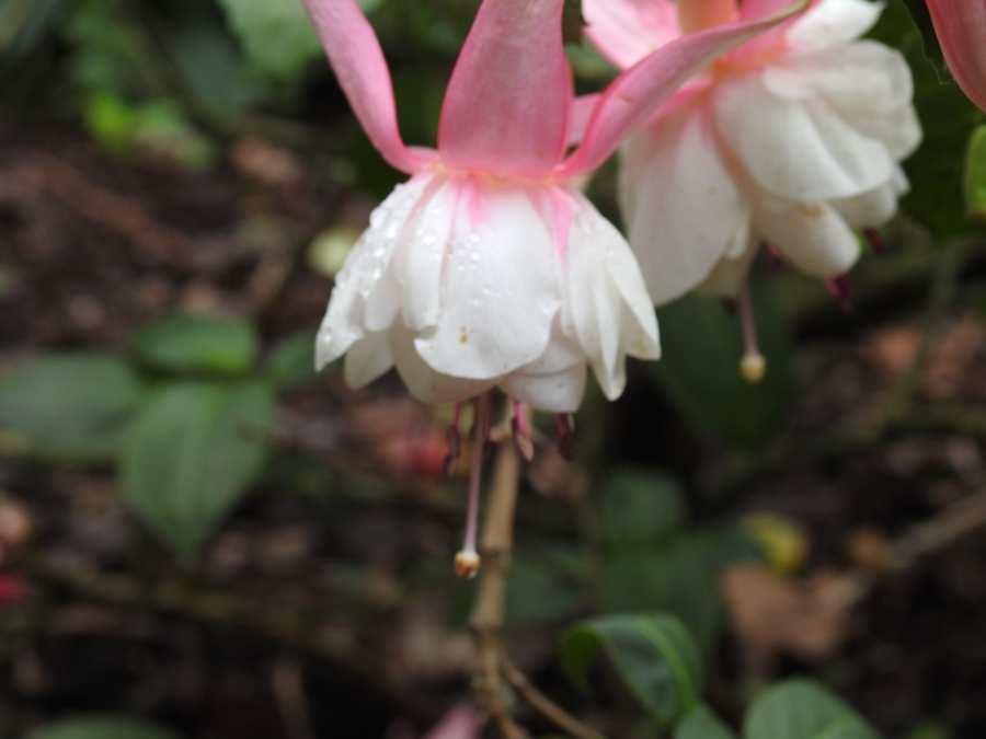 photographing New Zealand flowers in winter