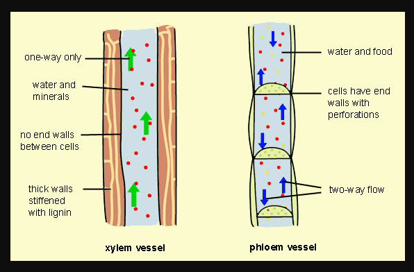 Jelaskan Perbedaan Fungsi Antara Jaringan Xilem Dan Floem - Tips Membedakan
