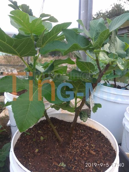 Tanaman Buah Tin - Si Buah Surga dengan Sejuta Manfaat