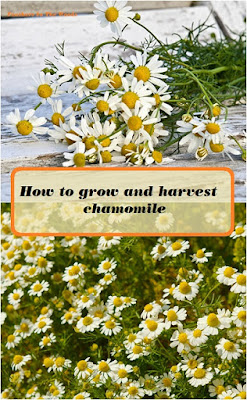 grow and harvest chamomile