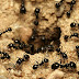 Uma colônia de formigas tem memórias que seus membros individuais não têm