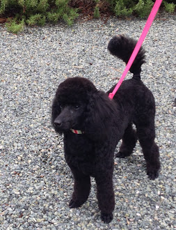 Brie, our miniature poodle