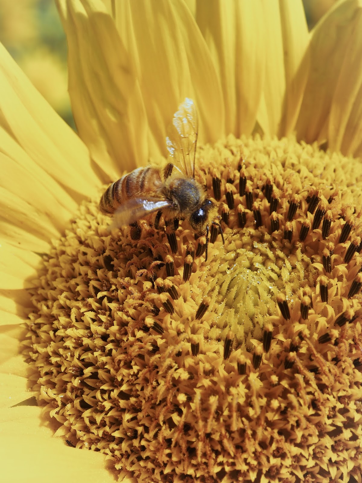 My Melbourne Experience, and beyond Sunflower Field, On a Beautiful