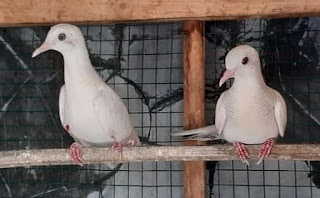 Manfaat Dan Mitos Perkutut Putih