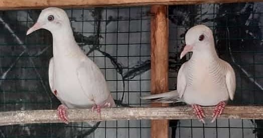 Manfaat Dan Mitos Perkutut Putih Sakmadyone Com