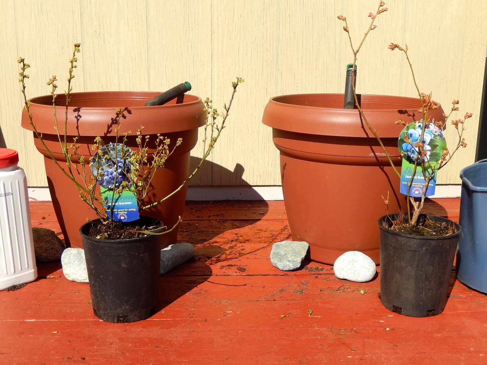 Powell River Books Blog Transplanting Blueberry Bushes