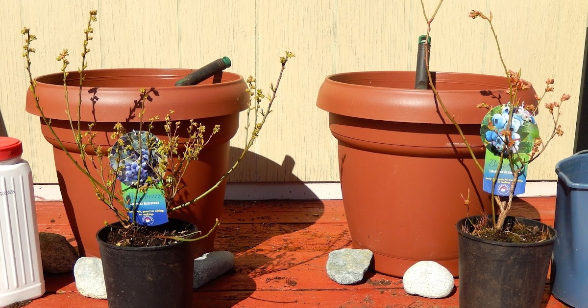 Powell River Books Blog Transplanting Blueberry Bushes