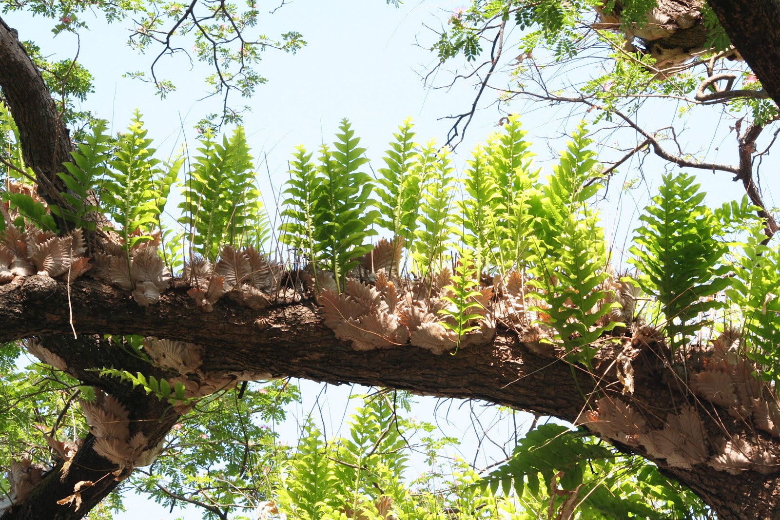 Эпифиты на стволе дерева