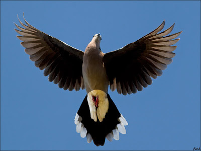 68 hình ảnh chim cu gáy đẹp sắc nét sống động nhất  ALONGWALKER