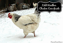 cold weather chicken winter chickens care coops eggs fresh daily coop guide breeds handle roosters fed heat breed redeemyourground