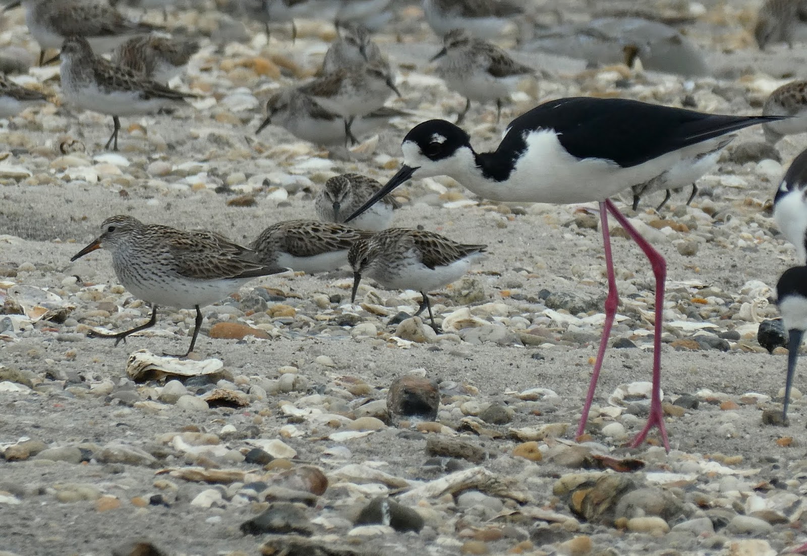 Northamptonshire Birding Delaware Shorebirds