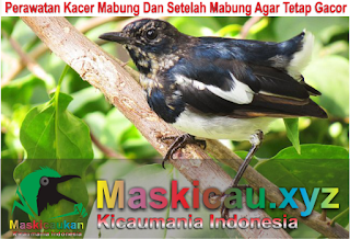 Perawatan Kacer Mabung Dan Setelah Mabung Agar Tetap Gacor Maskicau Net