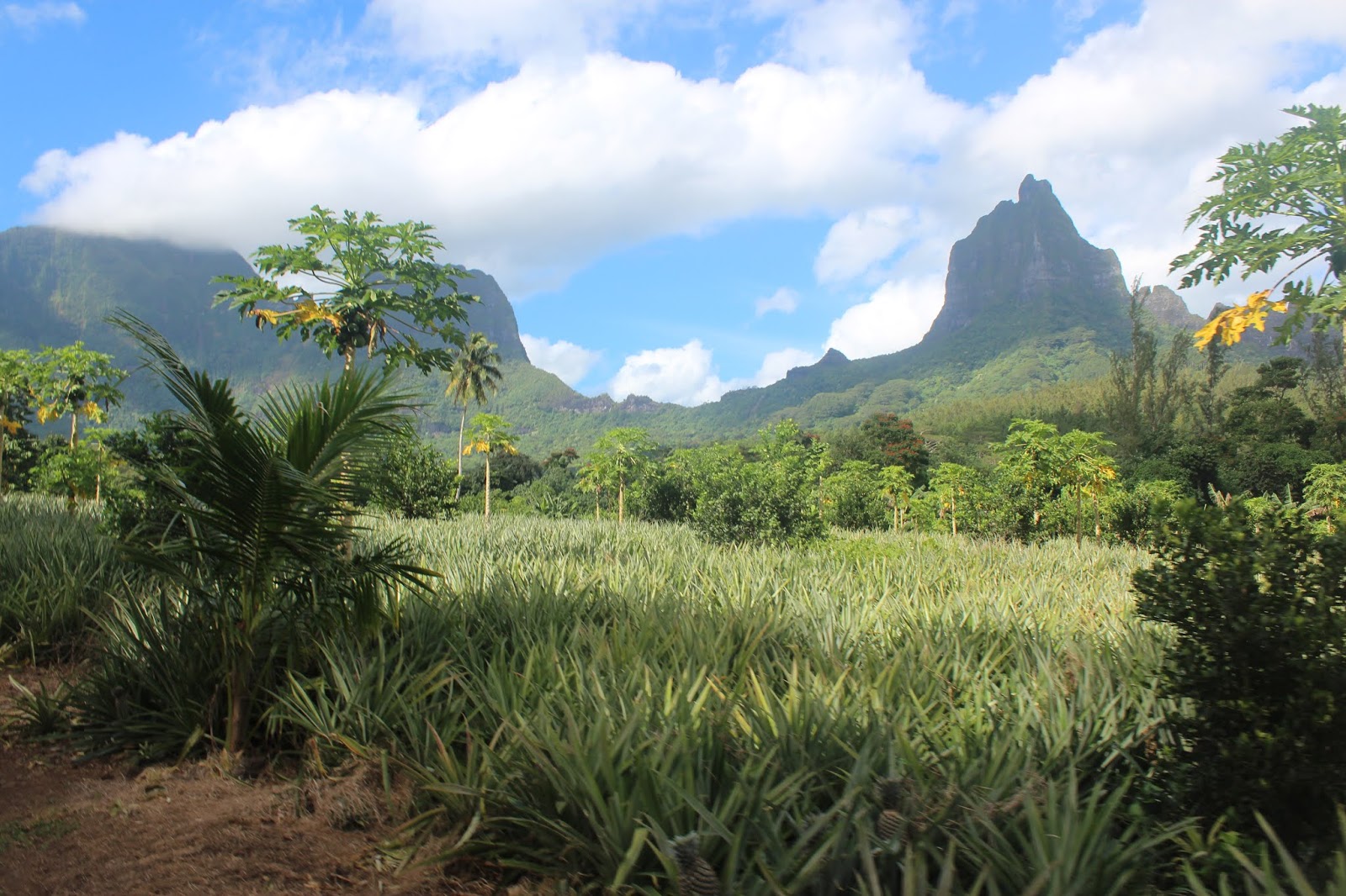 10 Day Itinerary For a French Polynesia Honeymoon La Vida is Belle