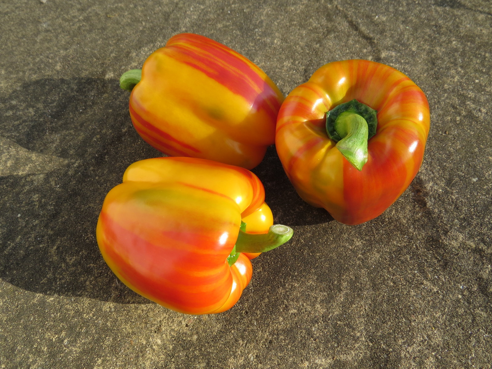 Growing Food, Saving Seeds Enjoya Peppers (Flame Peppers)