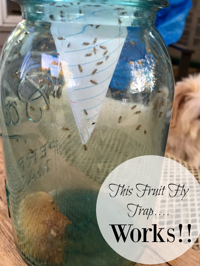 A Fruit Fly Trap that Works!