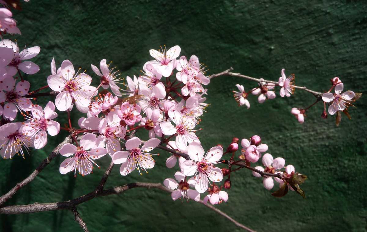 R O B I N s Y A R D Cherry Blossoms
