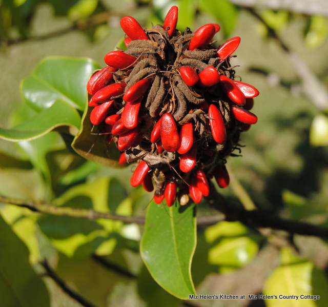 Saving Fall Garden Seeds