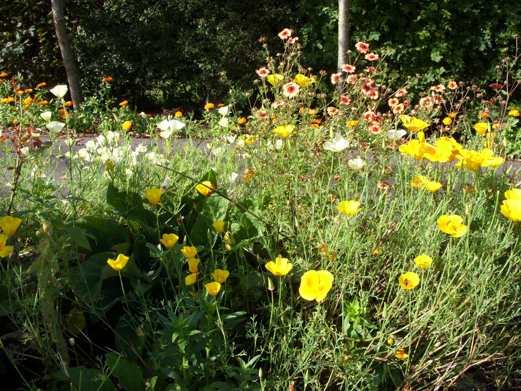 Kelli's Northern Ireland Garden 2011 Flower Overview