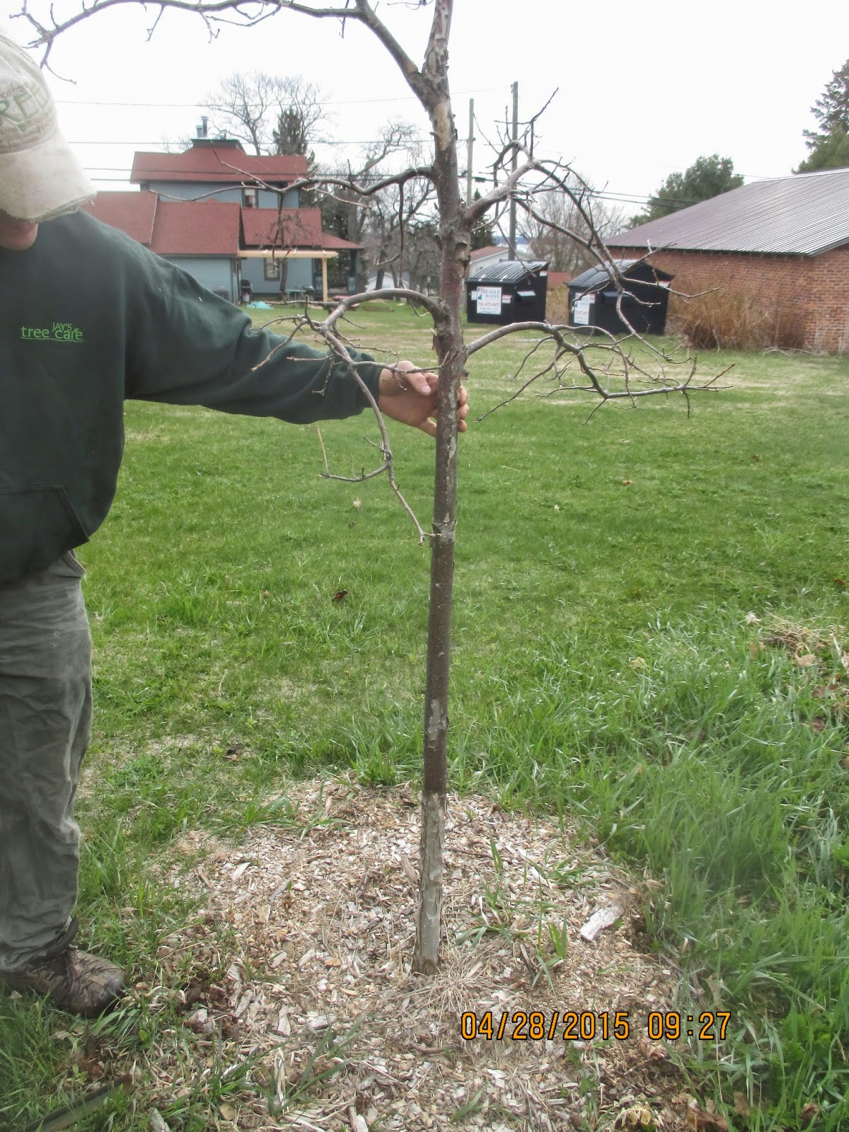 Art's Bayfield Almanac WHEN TO REMOVE SUPPORT STAKES FROM RECENTLY