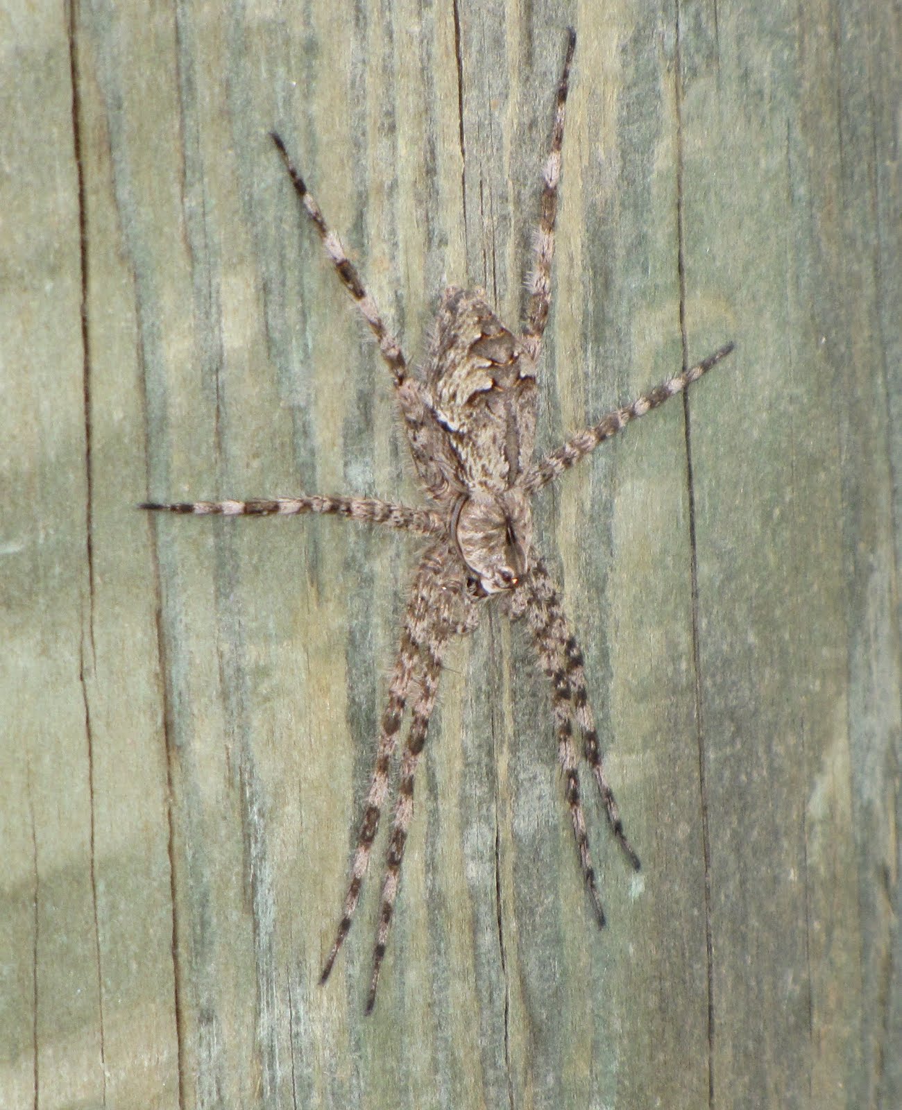Bug Eric Spider Sunday Whitebanded Fishing Spider