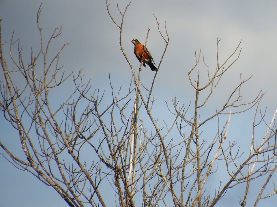 Robin In A Tree By Celine Pollard