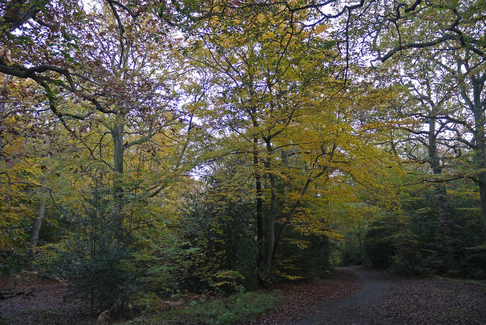 Walking in the country Burnham Beeches and Littleworth Common