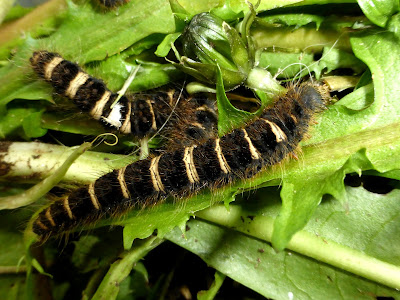 Lemonia taraxaci caterpillar Lemonia taraxaci caterpillar