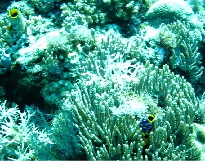 Pesona Wisata Kota Bima: Pantai So'Ati