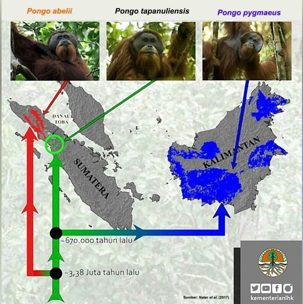 New Orangutan Species Found in North Sumatra Could Face Habitat Loss Tourism Indonesia