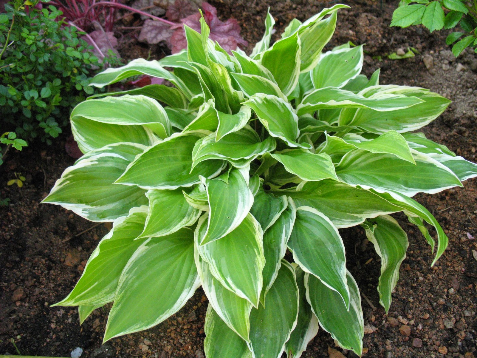 Roses Du Jardin Cheneland Azalee Japonaise Gilbert Mullier