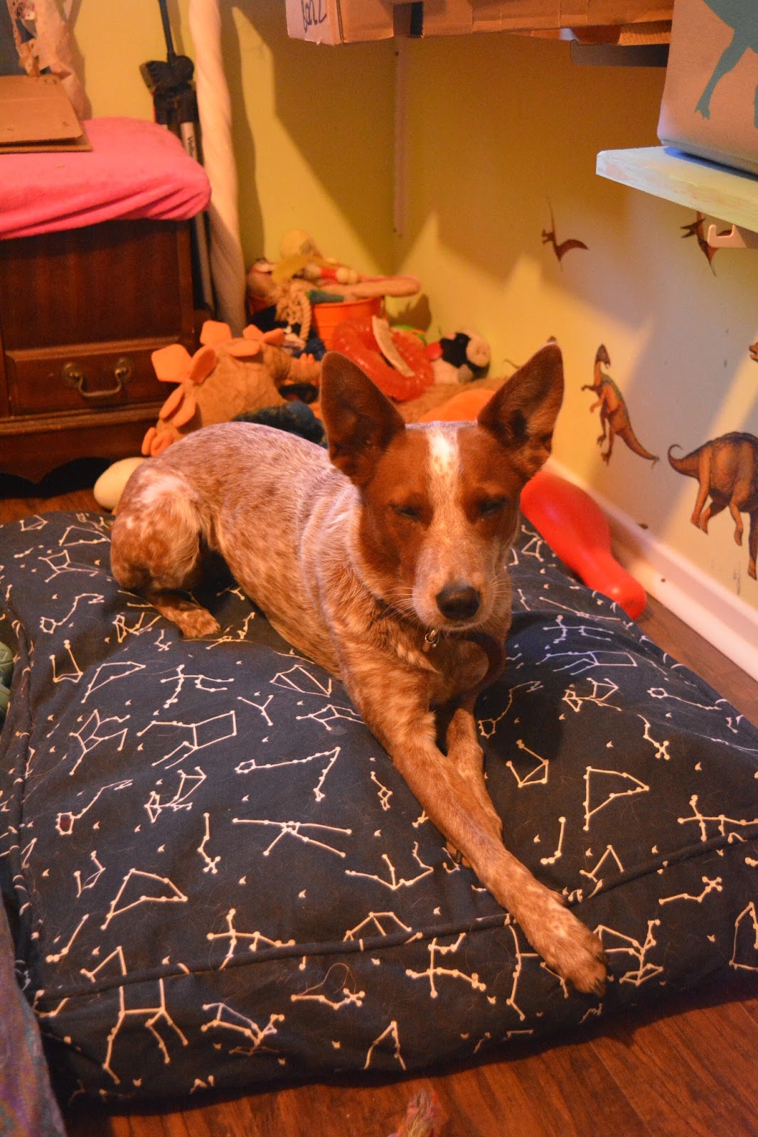 The Dog Geek Product Review MollyMutt Stuffable Dog Bed