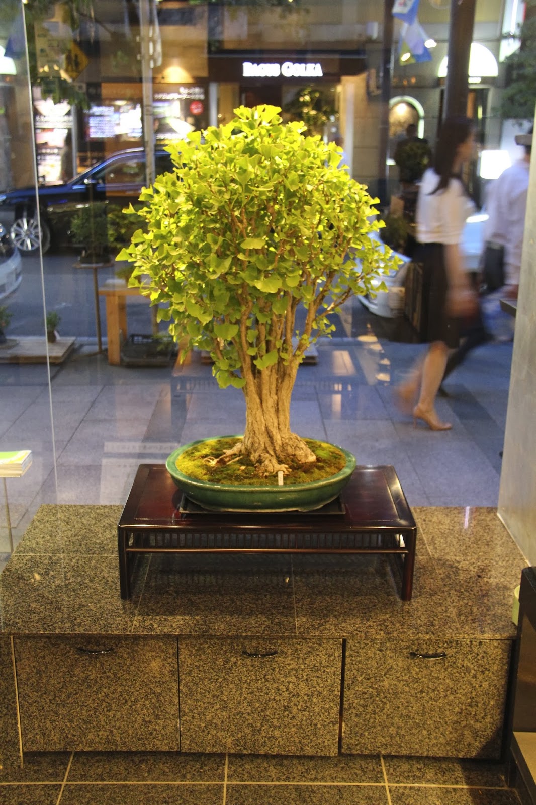 NORDIC NEBARI by Olsen GINZA BONSAI STORE TOKYO